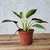 Philodendron Birkin - Estufa Urbana