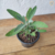 Sálvia Officinalis - Muda - Erva aromática - comprar online