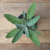 Sálvia Officinalis - Muda - Erva aromática na internet