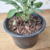Sálvia Officinalis - Muda - Erva aromática - Estufa Urbana
