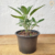 Sálvia Officinalis - Muda - Erva aromática - loja online