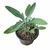 Sálvia Officinalis - Muda - Erva aromática