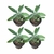Sálvia Officinalis - Muda - Erva aromática - comprar online