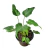 Xanadu (Philodendron Xanadu)