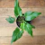 Xanadu (Philodendron Xanadu) na internet