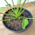 Xanadu (Philodendron Xanadu) - Estufa Urbana