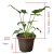 Imagem do Xanadu (Philodendron Xanadu)