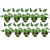 Xanadu (Philodendron Xanadu) - comprar online