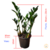 Zamioculca (Planta da Fortuna)