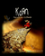 Baby Look Korn Follow The Leader - comprar online