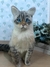 Gato de amigurumi - comprar online