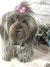 Shih-tzu de amigurumi - Guri Gurumis - Amigurumis e Tricotin