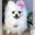Imagem do Spitz Alemão de amigurumi