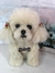 Poodle de amigurumi na internet