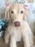 Imagem do Golden Retriever de amigurumi