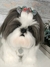 Shih-tzu de amigurumi na internet