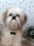 Shih-tzu de amigurumi - loja online