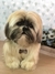 Lhasa Apso de amigurumi