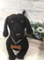 Dachshund de amigurumi - Guri Gurumis - Amigurumis e Tricotin