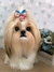 Imagem do Shih-tzu de amigurumi