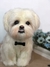 Imagem do Shih-tzu de amigurumi