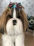 Shih-tzu de amigurumi - loja online