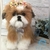 Shih-tzu de amigurumi