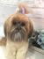 Lhasa Apso de amigurumi