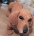 Dachshund de amigurumi na internet