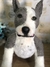 Pitbull de amigurumi