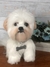 Shih-tzu de amigurumi - Guri Gurumis - Amigurumis e Tricotin