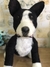 Pitbull de amigurumi - comprar online