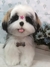 Shih-tzu de amigurumi - comprar online