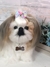 Shih-tzu de amigurumi