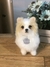 PET MINIATURA - loja online