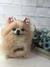 Spitz Alemão de amigurumi - loja online