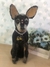 Imagem do Pinscher de amigurumi
