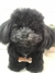 Poodle de amigurumi - comprar online