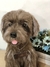 Poodle de amigurumi - loja online