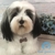 Lhasa Apso de amigurumi - Guri Gurumis - Amigurumis e Tricotin