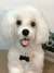 Imagem do Poodle de amigurumi