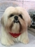 Shih-tzu de amigurumi - loja online