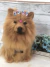 Chow Chow de amigurumi - Guri Gurumis - Amigurumis e Tricotin