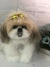 Shih-tzu de amigurumi na internet