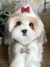 Lhasa Apso de amigurumi - Guri Gurumis - Amigurumis e Tricotin