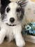Imagem do Border Collie de amigurumi