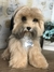 Lhasa Apso de amigurumi - comprar online