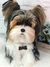 Biewer Terrier de amigurumi - comprar online