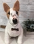 Bull Terrier de amigurumi - comprar online