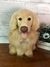 Golden Retriever de amigurumi - loja online